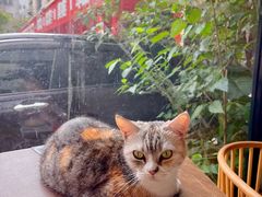 -豆逗聊愈猫阁Easy Life