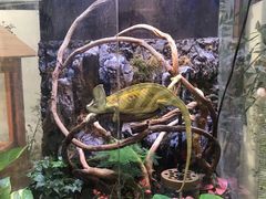-上海大自然野生昆虫馆(东方明珠·爬宠昆虫探索中心)
