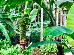 -植物园哈利亚餐厅