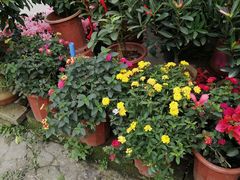 -金科花卉市场