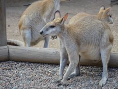 -费瑟代尔野生动物园