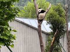 -卧龙中华大熊猫苑神树坪基地