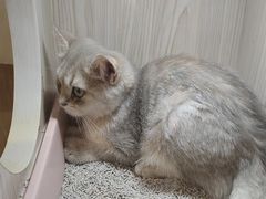 -屋虎猫馆(宝安大仟里店)
