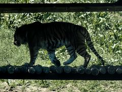 -沈阳森林动物园