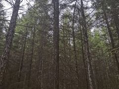 -帽儿山国家森林公园