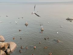 -深圳湾公园(南山区)