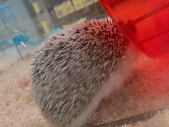 -悠尼宠物·独立低压伊珊娜洗护·美容·寄养(兰谷路店)