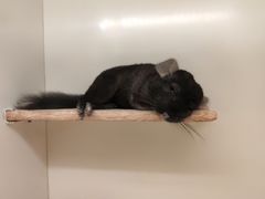 -龙猫仔乐园(惠福东路店)