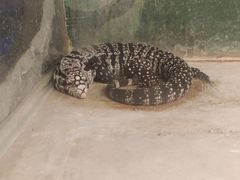 -上海大自然野生昆虫馆(东方明珠·爬宠昆虫探索中心)