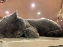 -猫小院猫主题咖啡厅(北锣店)