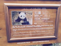 -成都大熊猫繁育研究基地