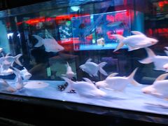 -中环花鸟鱼虫市场