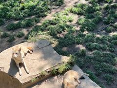 -哈尔滨北方森林动物园