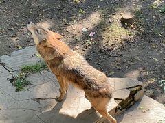 -哈尔滨北方森林动物园