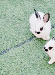 -萌宠亲子动物乐园(槐房万达店)