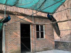 -金龙寺国家森林公园