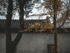-拙政园