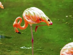 -常州淹城野生动物世界