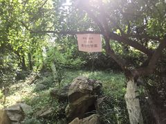 -石老人观光园