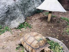 -清迈夜间动物园