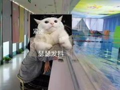 -沥鲨亲子游泳俱乐部(金沙洲中心)