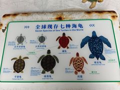 -广东惠东海龟国家级自然保护区