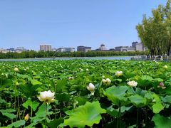 -莲花池公园