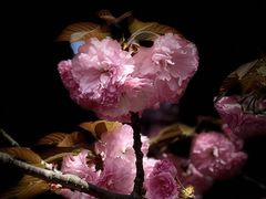 -高东镇樱花园