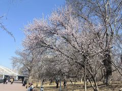 -长白岛森林公园