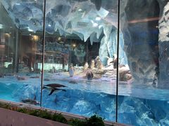 -帝企鹅自助餐厅•儿童岛•真企鹅(长隆企鹅酒店)