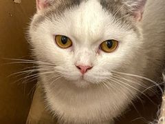 -猫咪派对(江南西店)