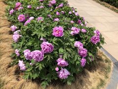 -洛阳市隋唐城遗址植物园
