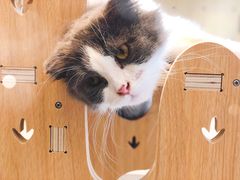 -飞行喵MR PILOT|猫舍·猫咖(静安大融城店)