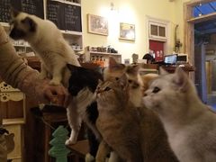 -猫色咖啡·猫咖