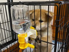 -1013 PET SHOP精品宠物商店(丁香店)