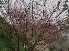 -重庆彩云湖湿地公园