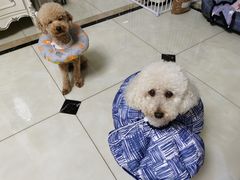 -佩兹宠物医院肿瘤专科·眼科·牙科(黄浦店)