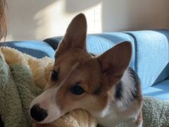 -翊宠yipet猫狗购宠庄园犬舍•猫舍