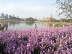 -顺峰山公园