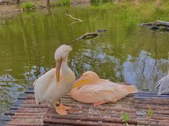 -济南野生动物世界