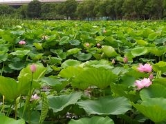 -荷塘月色湿地公园·向阳花洲