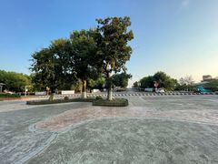 -合肥滨湖国家森林公园