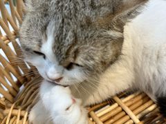-怪兽屋·羊驼·猫咖·狗咖(俊华广场店)