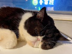 -猫儿山۰猫主题餐厅