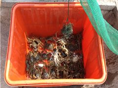 -阳澄湖大闸蟹·琼灵阁牌品牌连锁(吴中总店)