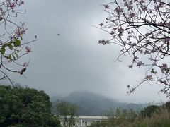 -南丹山森林王国