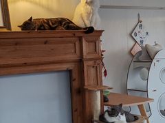 -Catmate·猫肥家润(金润铂宫店)