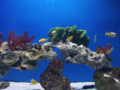 -海合安武汉极地海洋公园