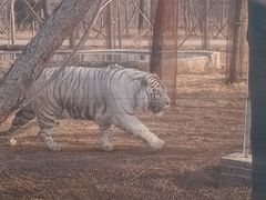 -秦皇岛野生动物园