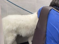 -宠福鑫康馨动物医院·骨科·眼科
